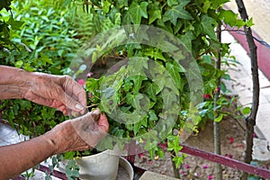 Mature woman adjusts ivy on his garden