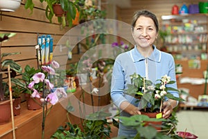 Mature woman chooses Clerodendrum plant