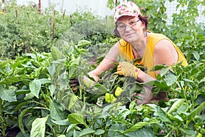 Mature woman in the garden is engaged in the cultivation of bell peppers and shows the harvest