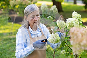 Focused senior woman tending to garden flowers with shears in sunlight