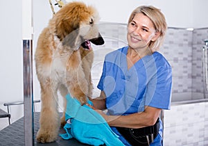 Mature woman hairdresser wipes puppy of Afghan hound in hairdresser for dogs