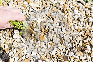 Mature woman hand taking out weeds plants from stones on floor