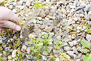 Mature woman hand taking out weeds plants from stones on floor