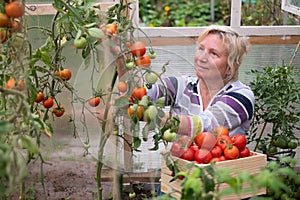 Mature woman harvesting fresh tomatoes in her garden green house