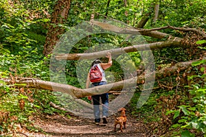 Mature woman with her dog dodging the trunks of the fallen trees that obstruct the path in the forest