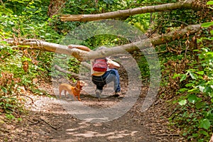 Mature woman with her dog passing under a tree trunk obstructing the path in the middle of the forest