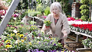 Mature woman landscape designer view contemplate and examines pansies plants
