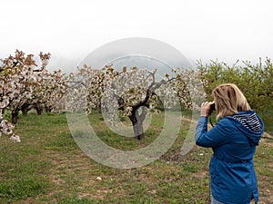 Mature woman photographing trees in landscape of fields with cherry trees in flowering season