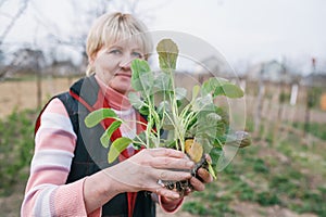 Mature woman planting cabbage spouts