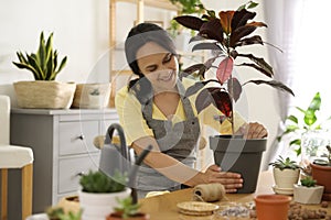 Mature woman potting houseplant. Engaging hobby