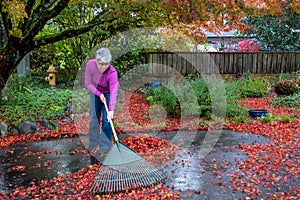 Mature woman raking wet fall leaves off a driveway, garden in background, fall cleanup