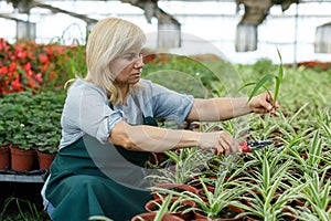 Mature woman with scissors trimming plants of cinta while gardening