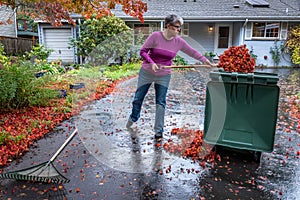 Mature woman shoveling wet fall leaves off a driveway into a yard waste container, garden and house in background, fall cleanup