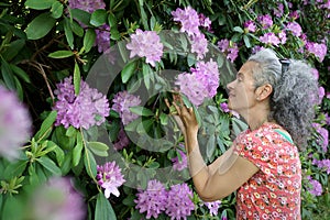 Mature woman smelling on flowering Rhododendron bush