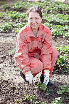 Mature woman in strawberry plant