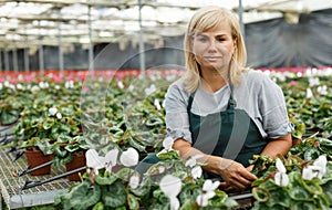 Mature woman taking care of cyclamen flowers indoors in hothouse