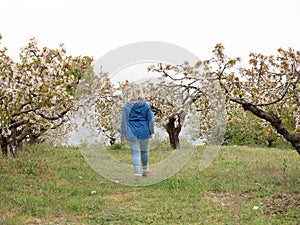 Mature woman walking in landscape of fields with cherry trees in flowering season