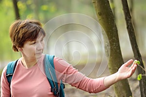 Mature woman walking in spring forest. Person admiring young leaves of tree. Beauty of nature