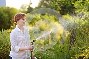 Mature woman watering the lawn with a garden hose in a sunny garden