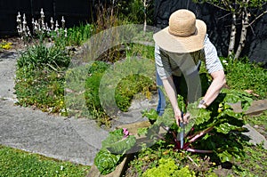 Mature woman working in the garden