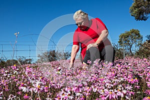 A mature women in a red dress and slacks sits and admires a field of Everlasting Wildflowers under a bright clear blue sky in the