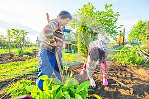 Mature women work in the garden.