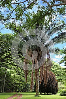 A mature Yagua Palm tree with dried fronds and spathes hanging down from the crown of the tree