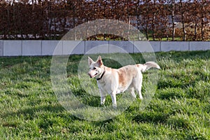 Mature 10 years female dog with a pink nose outdoors standing on grass. Mix German shepherd and husky