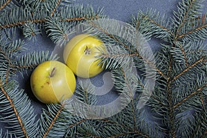 Mature yellow apples lie among the branches of blue spruce.