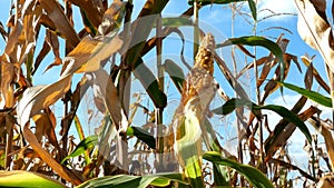 Mature yellow ear of corn on stalk in corn field in summer day. Maize cultivated on agricultural corn field.