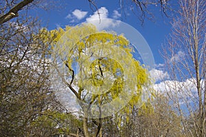 Mature yellow tree on a spring day