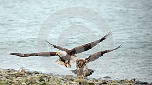 Mature and young american bald eagles flying low over shore in coastal Alaska USA