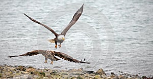 Mature and young bald eagles flying low over rock beach in coastal Alaska USA