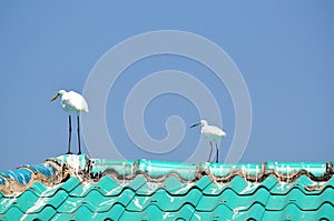 Mature and young Great White Egrets on roof