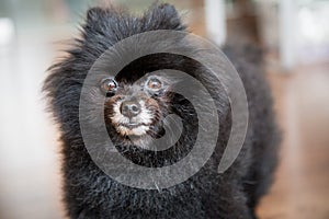 A matured black Pomeranian dog posing for camera