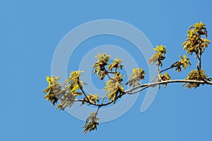 Matured catkins on a branch in springtime