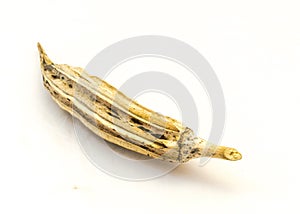 Matured and dried okra pod for saving seeds studio shot isolated on white background
