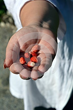 Matured handful of strawberries in a female hand