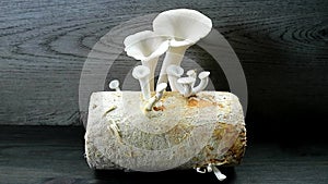 Matured Indian Oyster Mushrooms Surrounded with Immature Pins Growing on Mycelium Bock