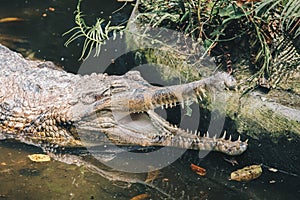 A matured male Gharial Gavialis gangeticus, a fish-eating crocodile is resting in shallow water.