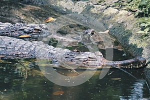 A matured male Gharial Gavialis gangeticus, a fish-eating crocodile is resting in shallow water.