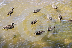 The matured mallard ducklings with their mother-duck swim in the water of the lake. Wild birds