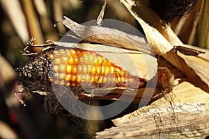 Matured mouth-watering corn cobs