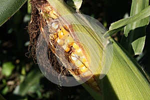 Matured mouth-watering corn cobs