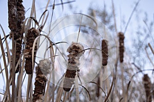 Matured and opening cattail inflorescence from which a lot of fluff