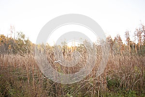 Matured and opening cattail inflorescence from which a lot of fluff