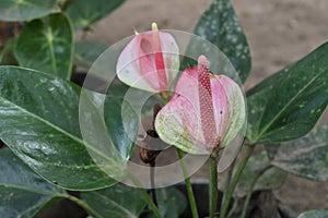 A matured pink colored spadix on an old pink colored Anthurium flower