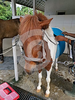 A matured pony getting ready for its ride