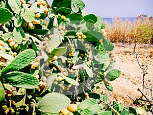 Maturing cactus fruits, prickly pear on the beach of Lagos, Algarve, Portugal