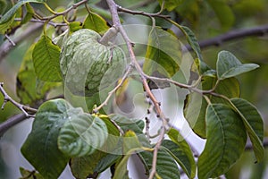 Maturing Cherimoya fruit in the Annona cherimola tree species, it is native to Central America and widely cultivated